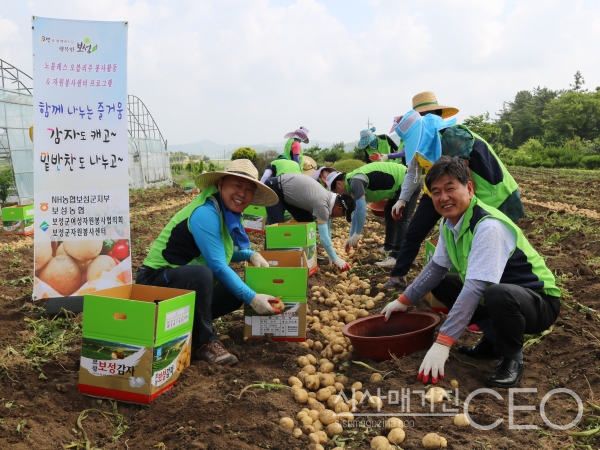 문병완 조합장과 조합원들이 모여 감자를 캐고 있다. (사진=보성농협)