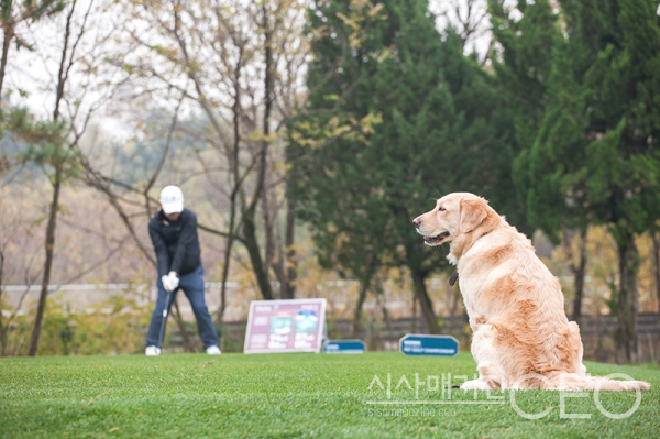 반려동물과 함께 하는 골프 사진=스카이72 골프 앤 리조트