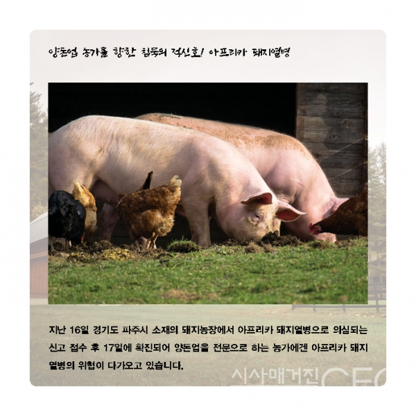 [카드뉴스] 국내 양돈업을 위협하는 아프리카돼지열병